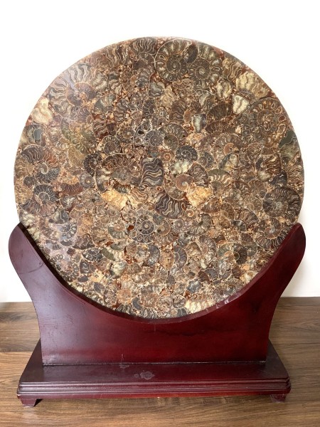 Sculpture - Natural Ammonite Fossil + stand