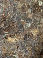 Sculpture - Natural Ammonite Fossil
