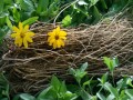 CHILCUAGUE Forte (Heliopsis longipes) Złoty Korzeń Azteków