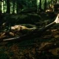 "JAGUAR" Tepi z Drewna Palisandra Indyjskiego (Dalbergia latifolia)