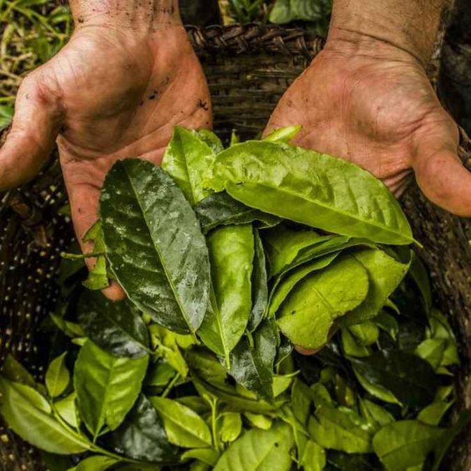 Guayusa - The Extraordinary Tea